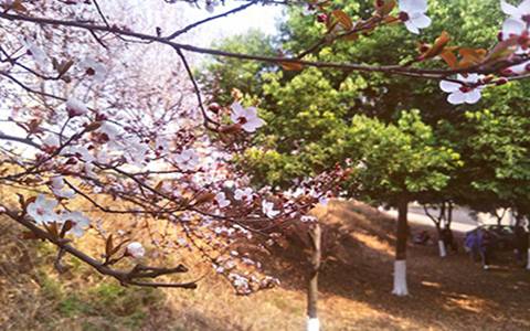 重庆市渝西卫生学校护理专业简介